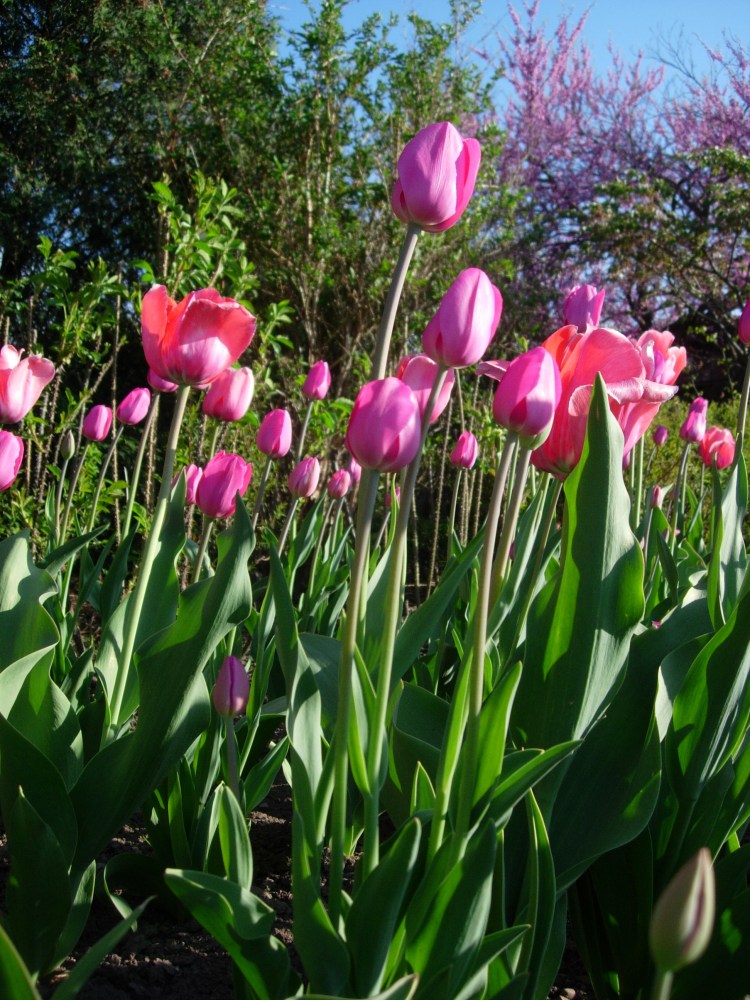 Naiagara Falls with Miho-chan May 12 and 13 2007 079